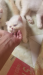 Persian cat White blue eyes